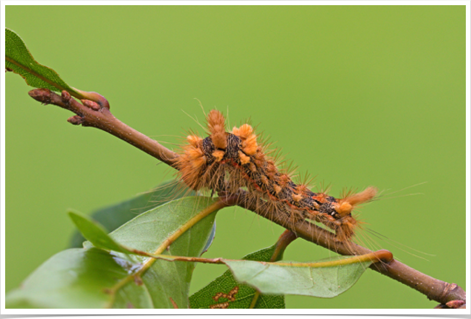 Acronicta impleta
Yellow-haired Dagger
Bibb County, Alabama